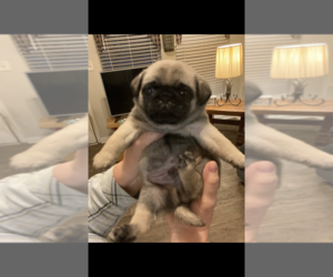 Pug Puppy for sale in NEWNAN, GA, USA