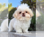 Puppy Callie Shih Tzu