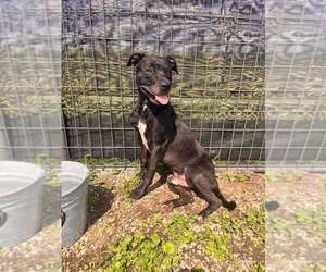 Eric - Male Mutt Dog for Adoption - Photo #2