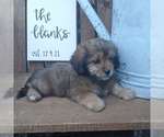 Small #6 ShihPoo