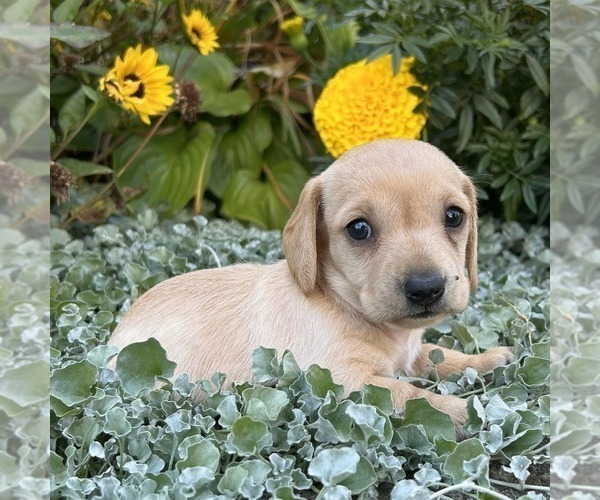 Medium Photo #4 Dachshund Puppy For Sale in FREDONIA, PA, USA