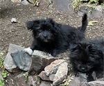 Small Photo #5 Pomeranian-Zuchon Mix Puppy For Sale in SAMMAMISH, WA, USA