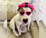Small #6 American Bulldog Mix