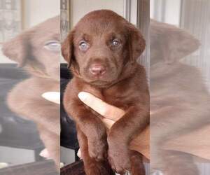 Labrador Retriever Puppy for sale in CAPE CORAL, FL, USA