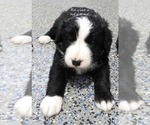 Puppy Puppy 3 Male Bordernese
