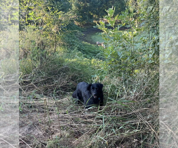 Medium Photo #2 Mutt Puppy For Sale in Bolivar, MO, USA