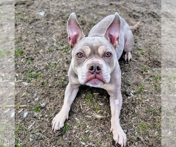 Medium Photo #1 American Bulldog-Unknown Mix Puppy For Sale in Brights Grove, Ontario, Canada