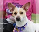 Small Chihuahua Mix