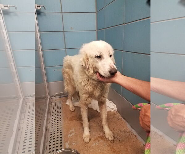 Medium Photo #13 Great Pyrenees-Unknown Mix Puppy For Sale in Houston, TX, USA
