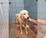 Small #12 Great Pyrenees Mix