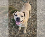 Small #1 Bulldog Mix