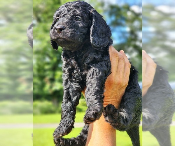 Medium Photo #1 Boykin Spaniel-Goldendoodle Mix Puppy For Sale in MILTON, FL, USA