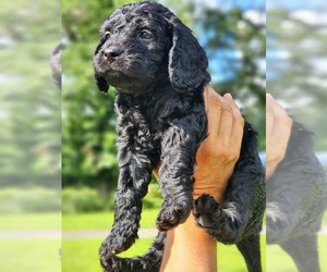 Boykin Spaniel-Goldendoodle Mix Puppy for sale in MILTON, FL, USA
