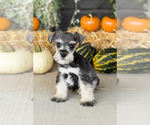 Puppy 3 Schnauzer (Miniature)