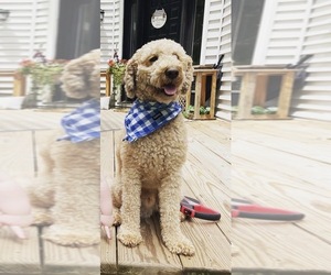 Father of the Miniature Labradoodle puppies born on 12/03/2025