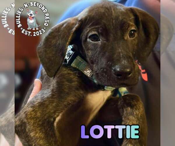 Medium Photo #3 Labrador Retriever-Unknown Mix Puppy For Sale in Omaha, NE, USA