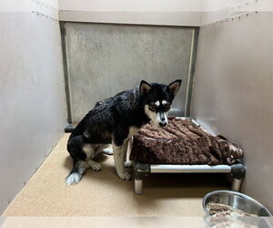 Siberian Husky Dogs for adoption in Martinez, CA, USA