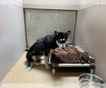 Small Siberian Husky