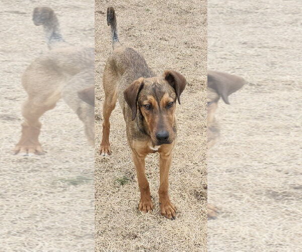 Medium Photo #2 Doberman Pinscher-Unknown Mix Puppy For Sale in Sandy, UT, USA