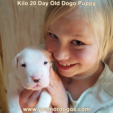 Medium Photo #194 Dogo Argentino Puppy For Sale in JANE, MO, USA