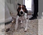 Small Photo #4 Coonhound Puppy For Sale in Stover, MO, USA