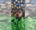 Small Photo #3 Yorkshire Terrier Puppy For Sale in AKRON, OH, USA