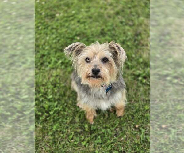 Medium Photo #3 Mutt Puppy For Sale in Plainfield, IL, USA