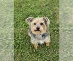 Small #2 Mutt