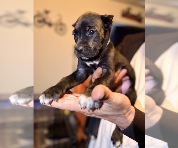 Medium Photo #10 Cane Corso Puppy For Sale in ANDERSON, IN, USA