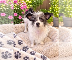 Gracie - Female Chihuahua-Unknown Mix Dog for Adoption - Photo #2