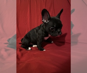 French Bulldog Puppy for sale in JUSTIN, TX, USA
