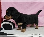 Small Photo #9 Dachshund Puppy For Sale in CLARK, MO, USA