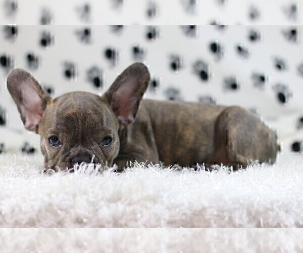 Medium Photo #2 French Bulldog Puppy For Sale in PORTOLA VALLEY, CA, USA