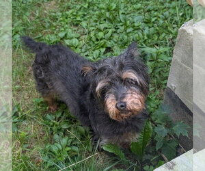 Tuti - Female Affenpinscher-Unknown Mix Dog for Adoption - Photo #2