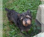Small Photo #2 Affenpinscher-Unknown Mix Puppy For Sale in Caldwell, NJ, USA