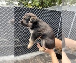 Small Photo #12 German Shepherd Dog Puppy For Sale in MIAMI BEACH, FL, USA