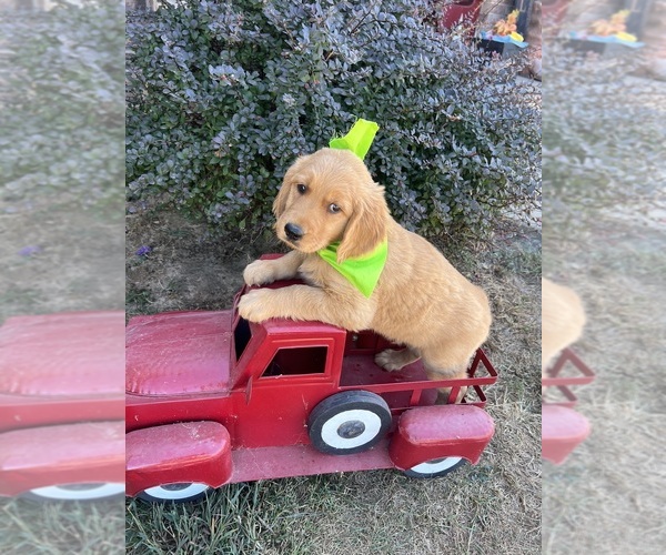 Medium Photo #9 English Cream Golden Retriever Puppy For Sale in RICHLAND, MO, USA