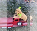 Litter of 12 - Male(s) and Female(s) English Cream Golden RetrieverLitter of Puppies for Sale - Photo #9