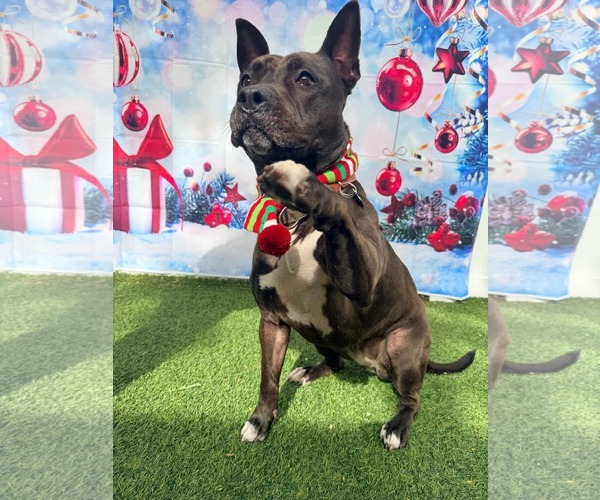 Medium Photo #4 Mutt Puppy For Sale in Pompano Beach , FL, USA