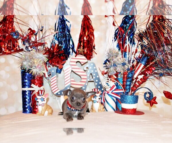 Medium Photo #27 Chihuahua Puppy For Sale in CHARLESTON, AR, USA