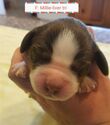 Puppy 1 English Springer Spaniel