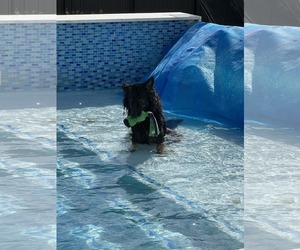 Ivy 3160 - Female German Shepherd Dog Dog for Adoption - Photo #8