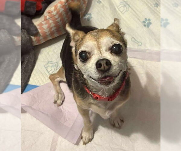 Medium Photo #19 Chihuahua-Unknown Mix Puppy For Sale in Boonton, NJ, USA