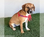 Small #4 Beagle Mix