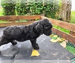 Small #2 Goldendoodle