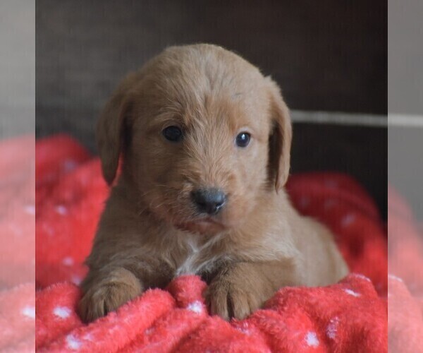 Medium Photo #2 Goldendoodle-Labrador Retriever Mix Puppy For Sale in PARADISE, PA, USA