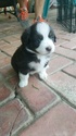 Puppy 5 Miniature Australian Shepherd