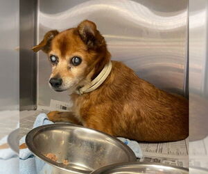 Chihuahua-Unknown Mix Dogs for adoption in San Antonio, TX, USA