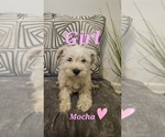 Puppy Mocha Schnauzer (Miniature)