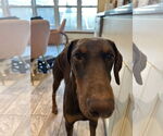 Small #1 Doberman Pinscher
